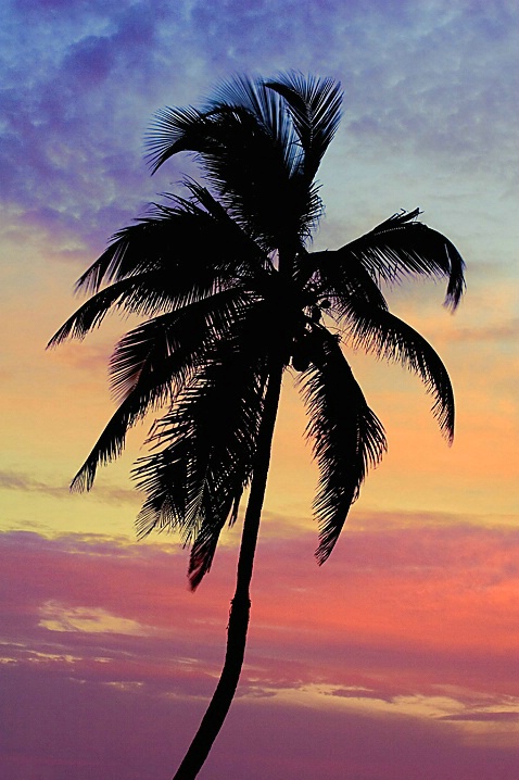 Lone Palm at Sunrise - ID: 925598 © Wendy M. Amdahl