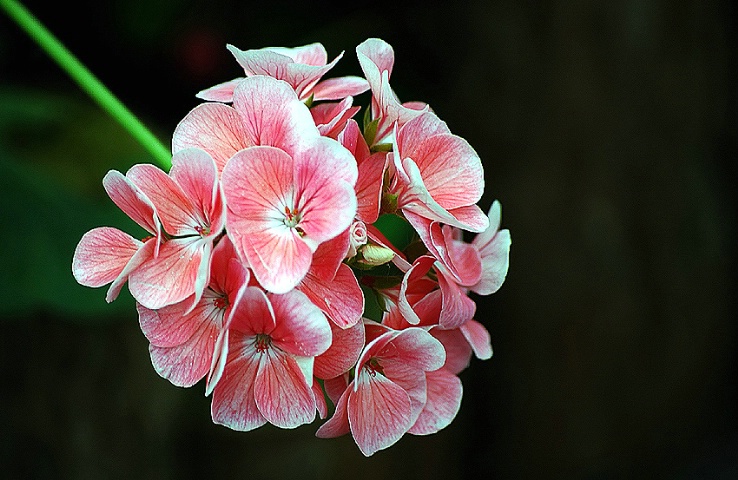 Bouquet of Delight