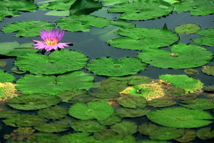 A solitary water lily