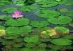 A solitary water ...