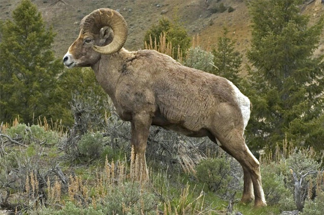 Big Horn, Yellowstone National Park 2005