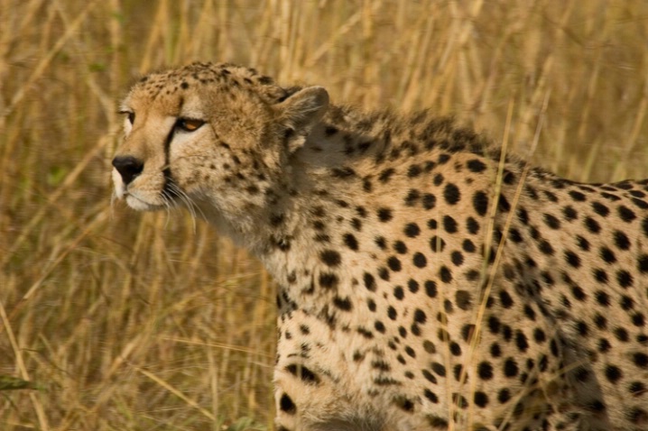 Cheetah Stalking - ID: 925898 © James E. Nelson