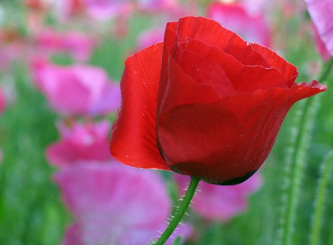 Red Poppy 11
