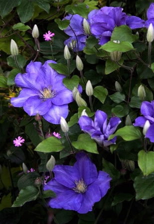 Blue Clematis