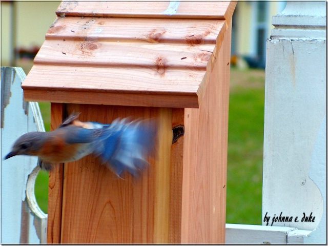 Eastern Bluebird