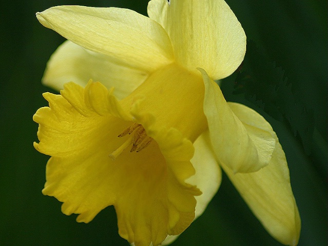 Daffodil