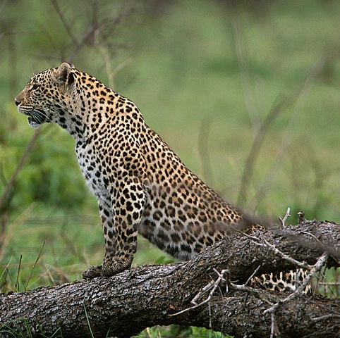 Leopard-South AfricaII