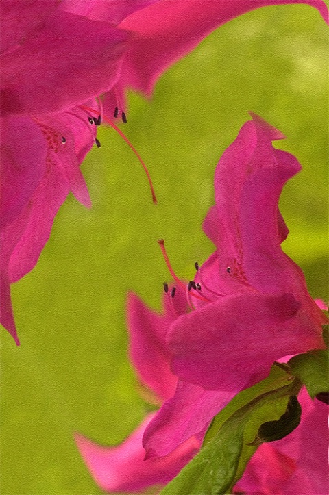 The Azaleas