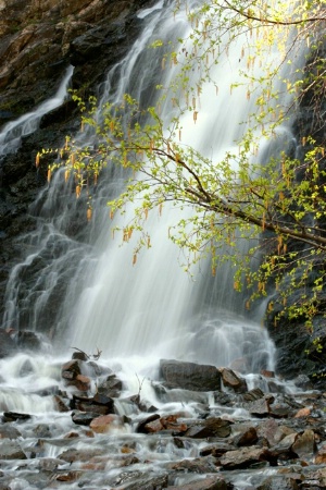 ~ Spring Falls ~