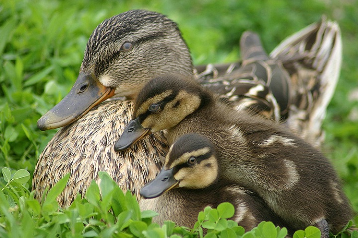 Mom and her babies