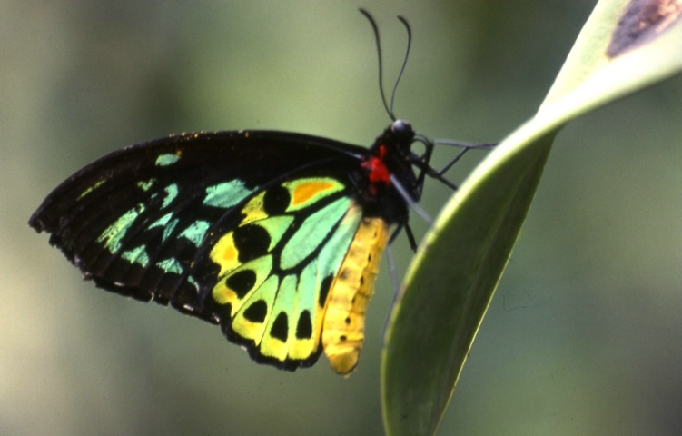 Great Birdwing Butterfly