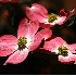 © Bob Peterson PhotoID # 928037: Pink Dogwood