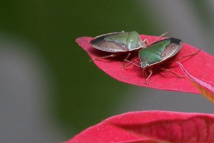 Bugs On Red Carpet