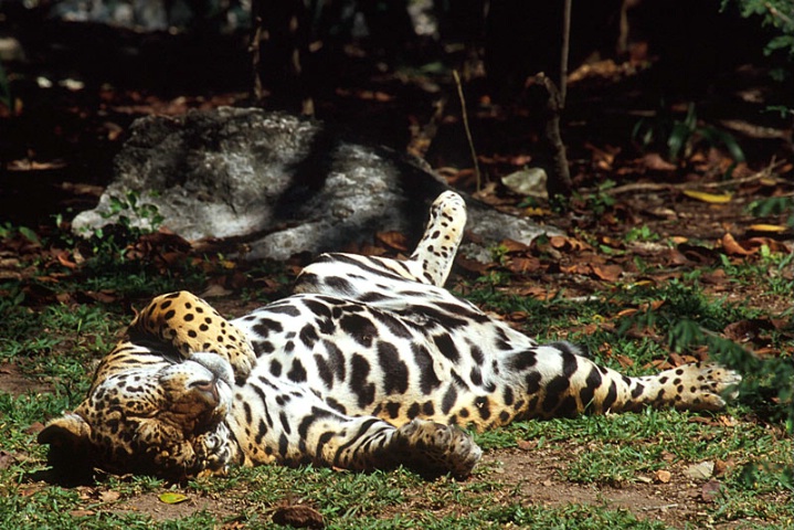 Jaguar-México
