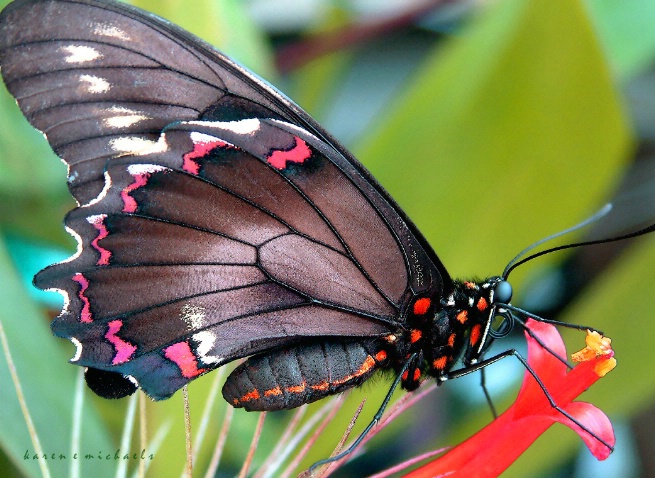 Black Swallowtail Butterfly - ID: 929322 © Karen E. Michaels