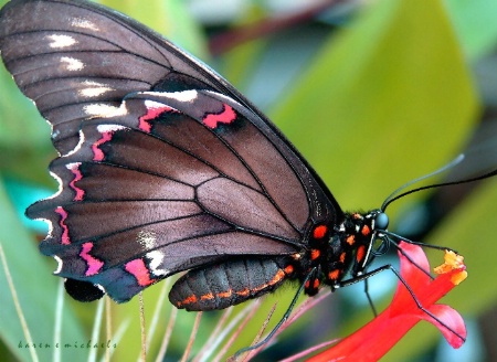 Black Swallowtail Butterfly