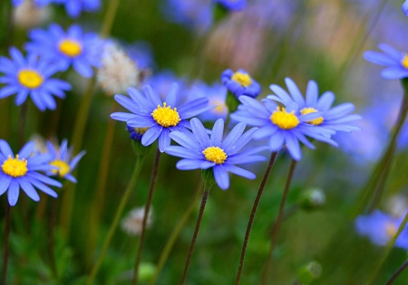 Blue Daisy's