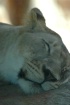 SLEEPING BEAUTY