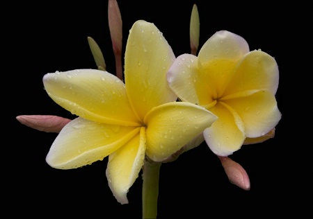 Plumeria