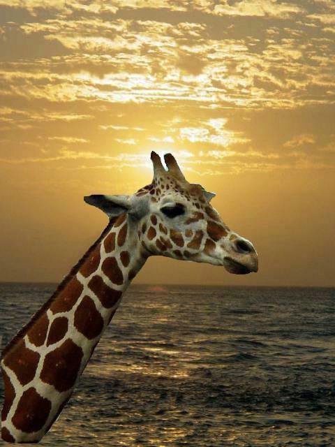 Giraffe in a sunset
