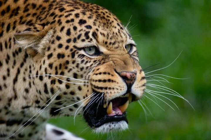 Leopard Love