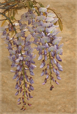 Impressions of Wisteria