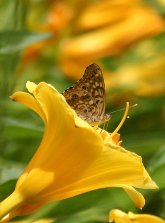 butterfly landing