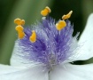 Simplified Beauty