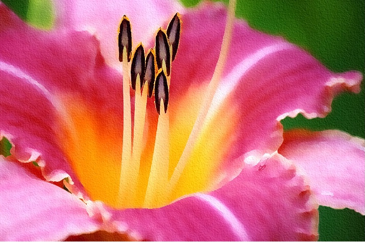 Watercolor Daylily