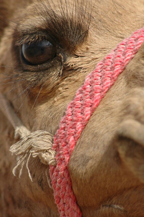 Camel eye