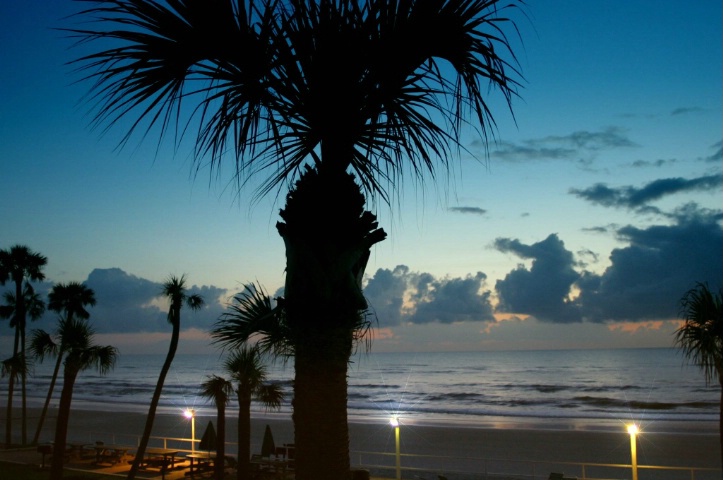 palm before sunrise