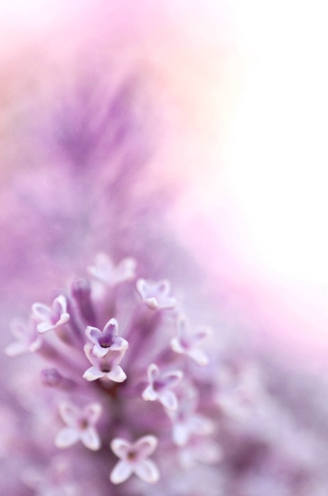 Painted Lilacs