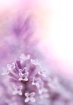 Painted Lilacs