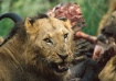 Lion-South Africa