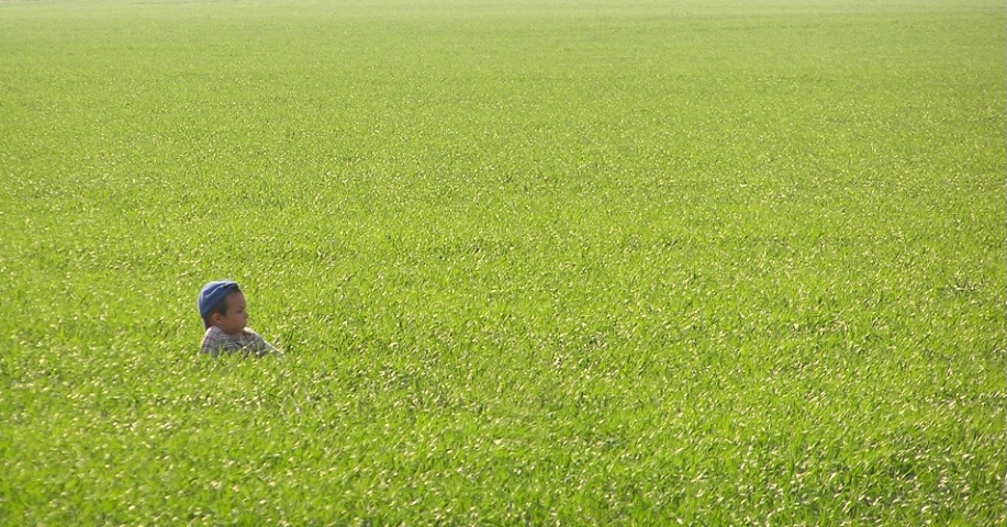 Young Man and the Green Sea