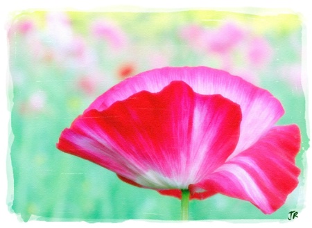 Red Poppy - Watercolor