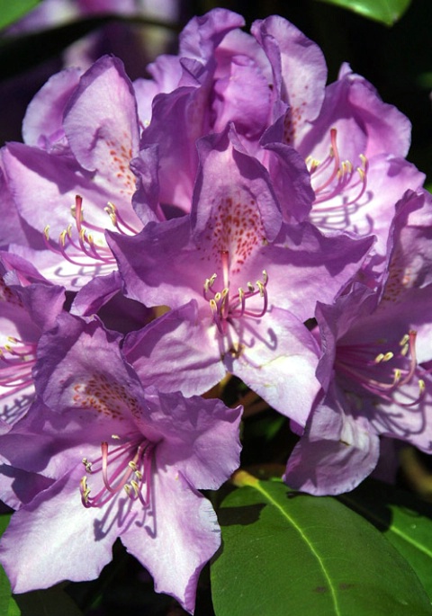 Rhododendron Blooms