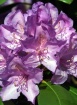 Rhododendron Bloo...