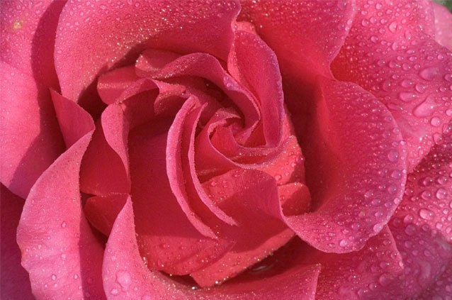 Shocking Pink Rose - ID: 933255 © Richard S. Young