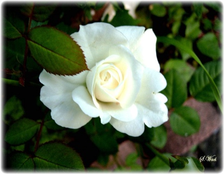 Miniature   Ivory  Rose