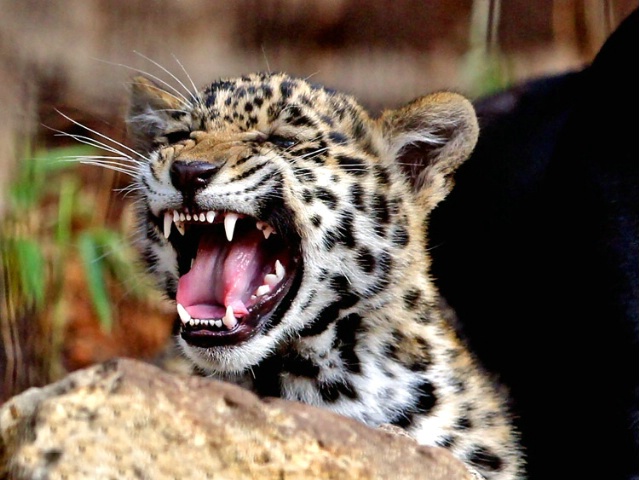 Roaring baby Jag