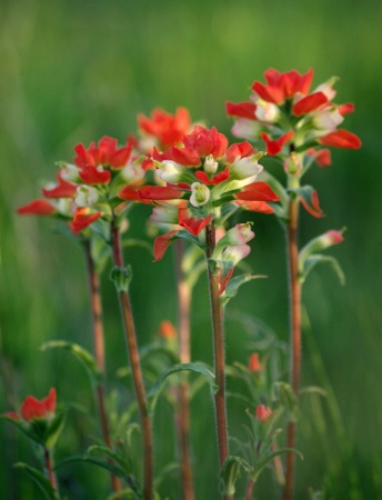 Nature’s Paintbrushes