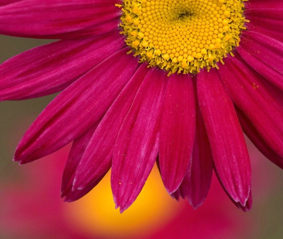 Backyard Daisy(s) - ID: 934252 © John Tubbs