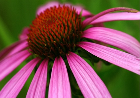 Purple Coneflower