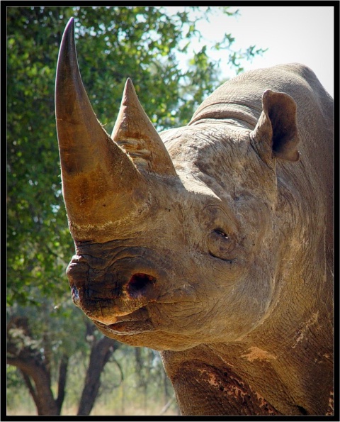 Rhino...