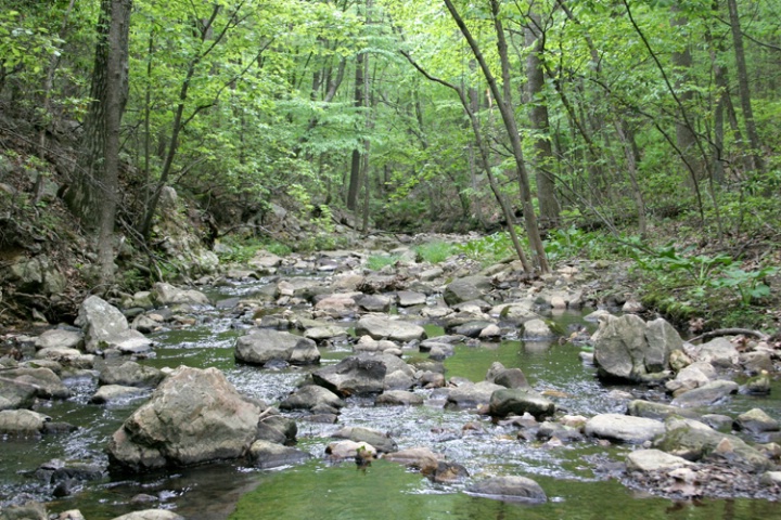 Forest Stream 4