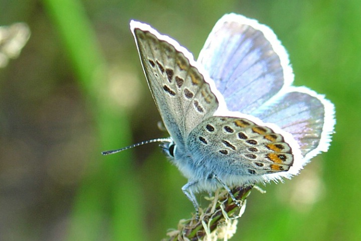 little blue butterfly