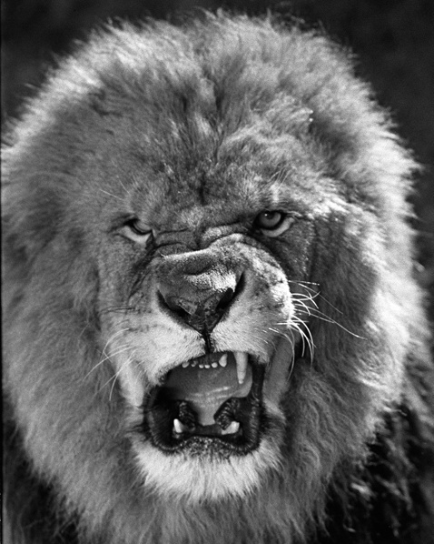 The Growl of a Lion