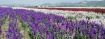 Flower Fields 1