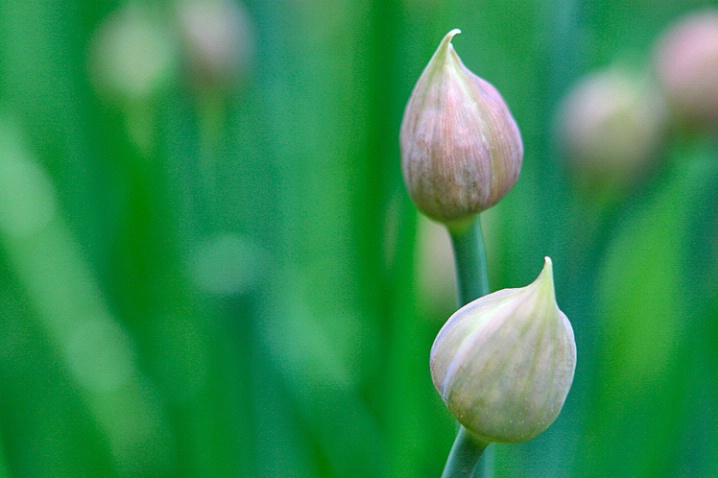 The Silence Of The Chives